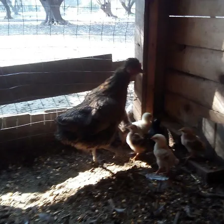 Farm House Dom wakacyjny *